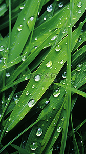 雨水背景素材背景图片_谷雨节气春天叶子上的雨珠背景素材