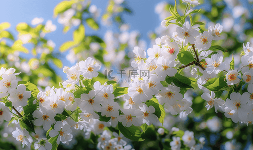 小花卉背景图片_春天植物高清图片