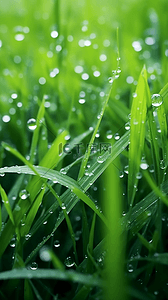 春天雨滴背景图片_谷雨节气春天叶子上的雨珠图片