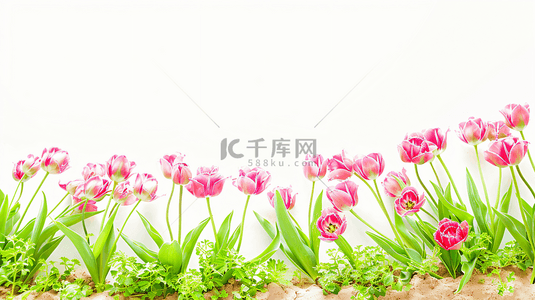植物海报宣传背景图片_鲜花郁金香主题背景19