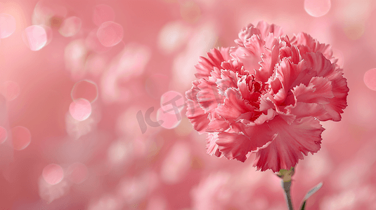 花朵海报摄影照片_母亲节节日礼物鲜花康乃馨