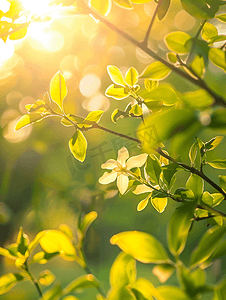 节日壁纸摄影照片_光色花园手机壁纸新能源