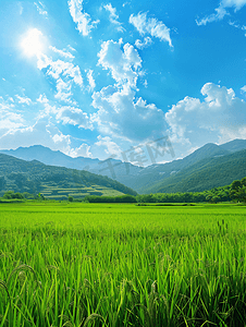 长兴岛稻田风光