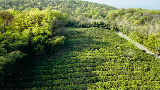 航拍春茶茶园茶农采茶茶山茶叶实拍