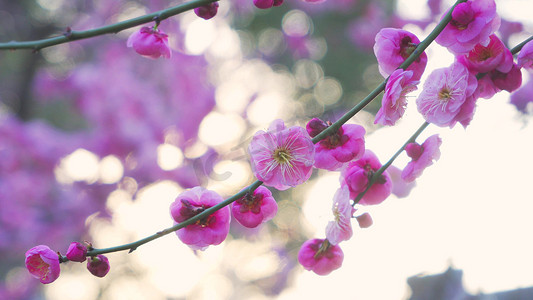 实拍春天花朵春暖花开春意盎然梅花盛开模板