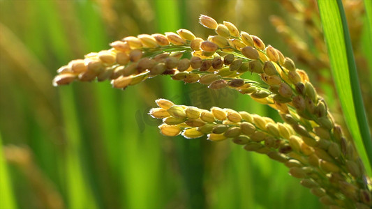实拍农业稻田水稻丰收实拍素材