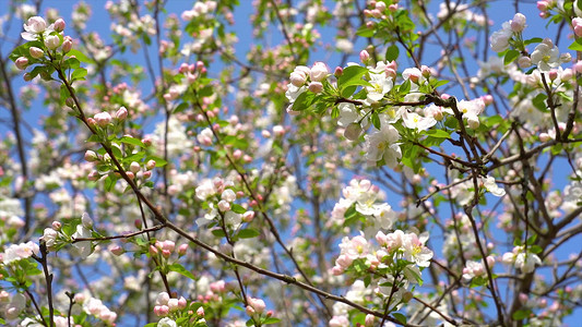 春季花朵模板摄影照片_实拍春季风景海棠花盛开模板