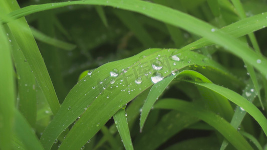 实拍春雨雨滴落在草叶上绿色草地实拍