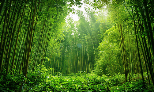 阳光竹林摄影照片_竹林绿意盎然的丛林