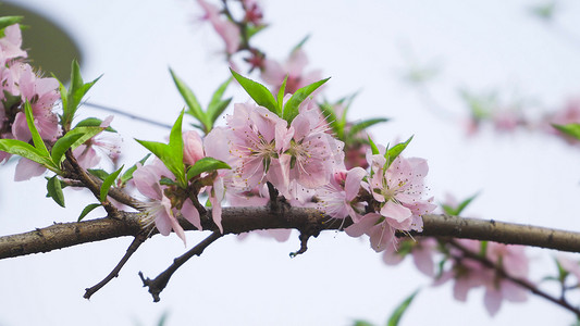 春季花朵模板摄影照片_实拍春天花朵桃花春意盎然模板