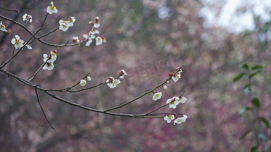 春季花朵模板摄影照片_实拍春季花朵春暖花开白色梅花盛开模板