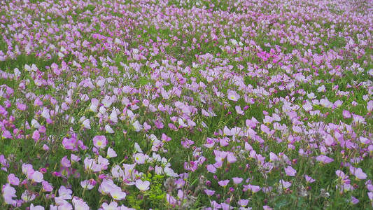 实拍春暖花开春天花朵春意盎然模板