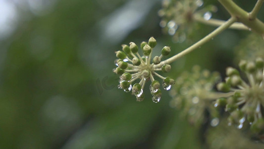 1080特写春天春季雨中的植物实拍模板