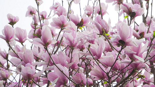 粉色花朵素材摄影照片_实拍春天花朵紫玉兰花春暖花开实拍素材
