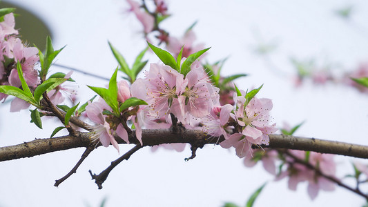 春季花朵模板摄影照片_实拍春天花朵桃花春意盎然模板