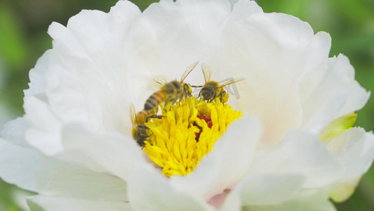 蜜蜂采花摄影照片_实拍立春春天春暖花开芍药蜜蜂采花