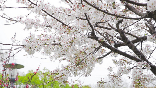 实拍春天梨树开花梨花实拍素材