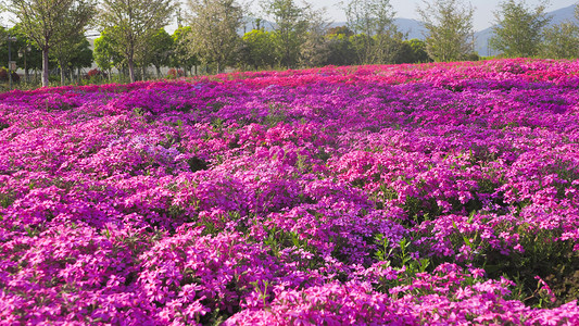 实拍春天花朵立春紫色绣球花模板