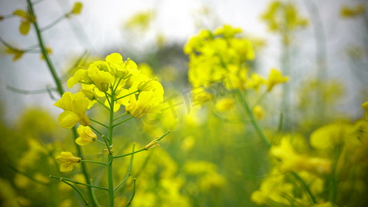 春季花朵模板摄影照片_实拍唯美油菜花花海模板