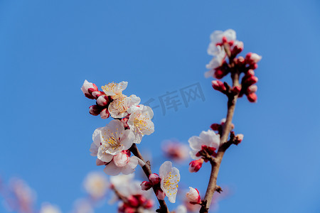 三月上海的梅花