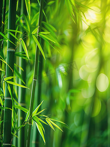 春天绿色的竹林竹子摄影照片