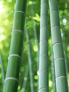 竹叶清新摄影照片_春天绿色的竹林竹子摄影配图