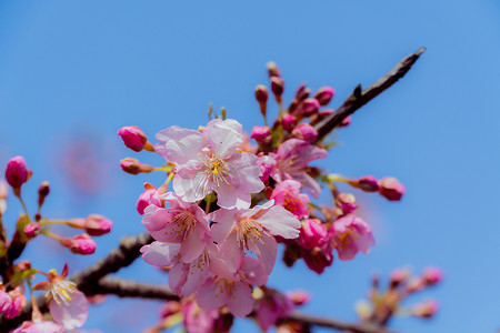 三月初摄影照片_三月初辰山植物园盛开的河津樱