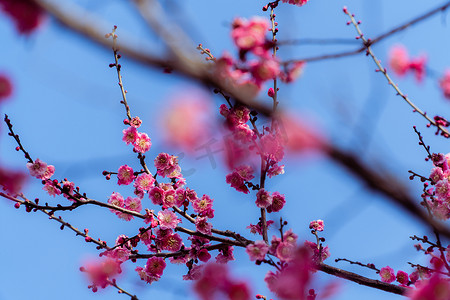 春天上海摄影照片_三月上海的梅花