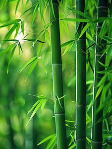 水墨竹子雨摄影照片_春天绿色的竹林竹子摄影照片