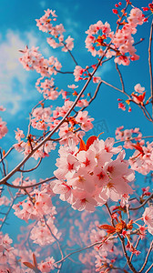 摄影图粉色写真樱花照片