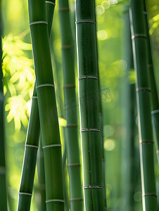 几片竹叶摄影照片_春天绿色的竹林竹子高清图片