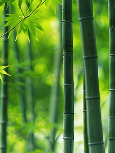 春天绿色的竹林竹子高清图片