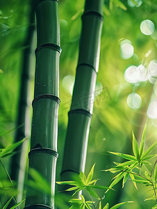 春天绿色的竹林竹子摄影照片