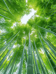 竹林，竹子，竹叶摄影照片_春天绿色的竹林竹子高清摄影图
