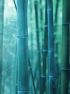 春天绿色的竹林竹子高清图片