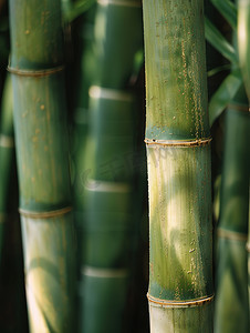 春天绿色的竹林竹子图片