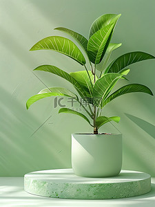 盆栽植物植物背景图片_浅绿色盆栽植物电商背景