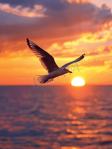 白鹭摄影照片_夕阳西下一只飞鸟在天空的背景