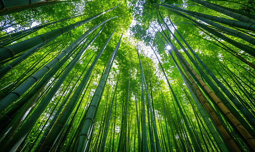 竹林茅屋摄影照片_竹林