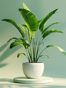 盆栽植物植物背景图片_浅绿色盆栽植物电商背景