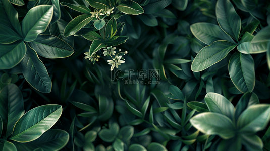 光芒背景图片_阳光下树叶叶片花朵纹理的背景4