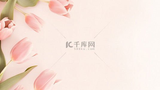 粉红色郁金香花框架图片