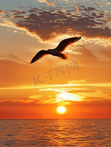 移徙摄影照片_夕阳西下一只飞鸟在天空的背景