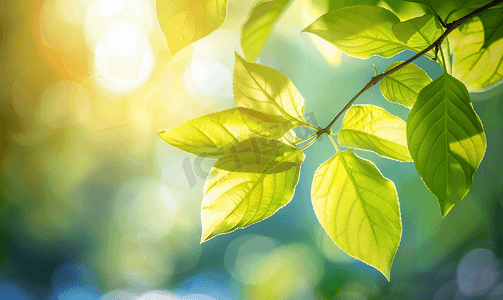 生态停车摄影照片_夏天新鲜的树叶在阳光下发光