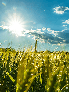 太阳能农业农作物新能源