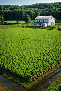 春日绿色蔬菜农场摄影图3