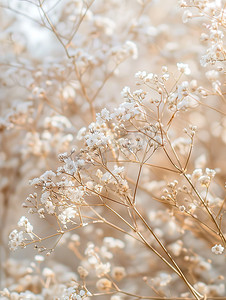 花摄影照片_满天星干花花朵花艺图片