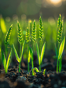 小麦背景摄影照片_三四月份绿色小麦苗