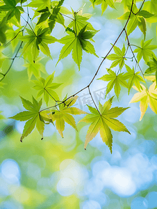 清新枫叶摄影照片_盛开的枫叶小清新