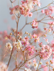 满天星干花花朵花艺高清图片